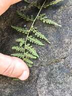 Image of Tennessee bladderfern