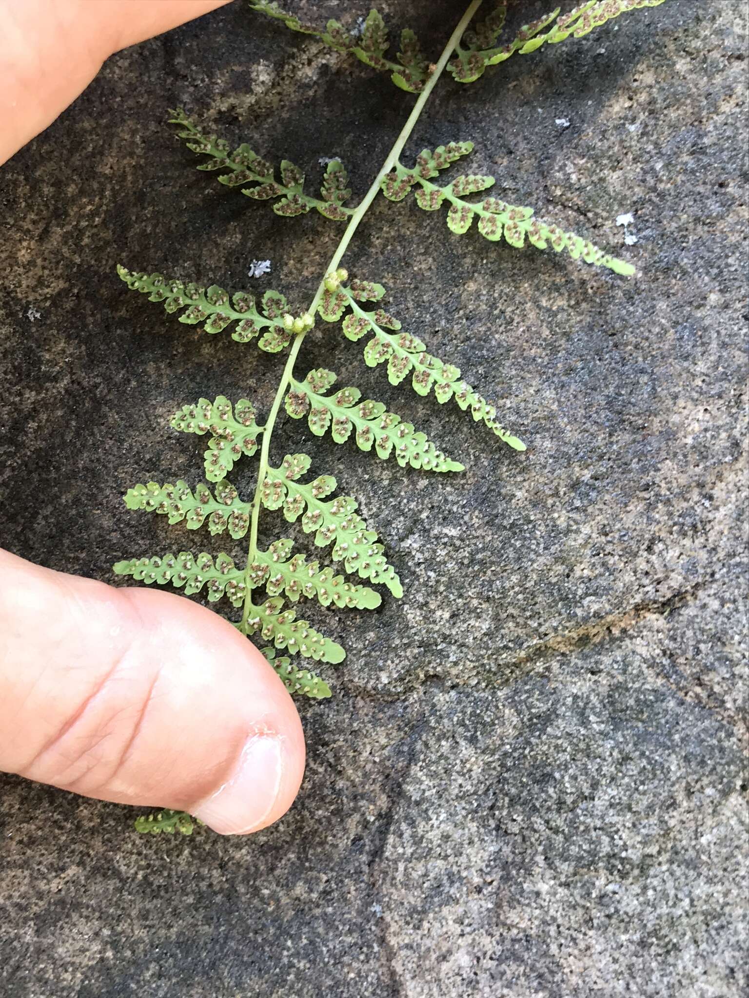 Image of Tennessee bladderfern