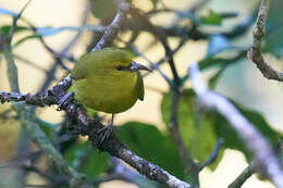 Image of Kauai Amakihi