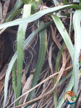 Image of Agave angustiarum Trel.