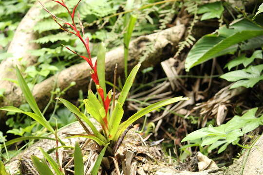 Image of Vriesea vagans (L. B. Sm.) L. B. Sm.