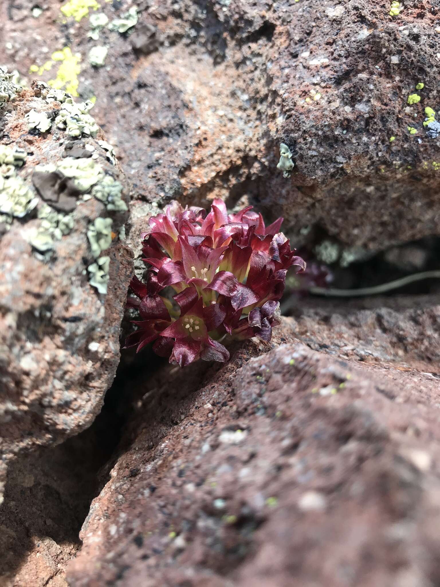 Image of Spanish Needle onion