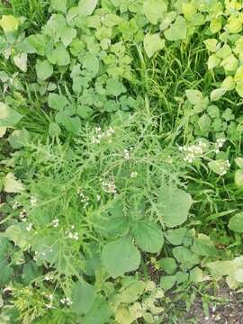 Image of Parthenium bipinnatifidum (Ortega) Rollins