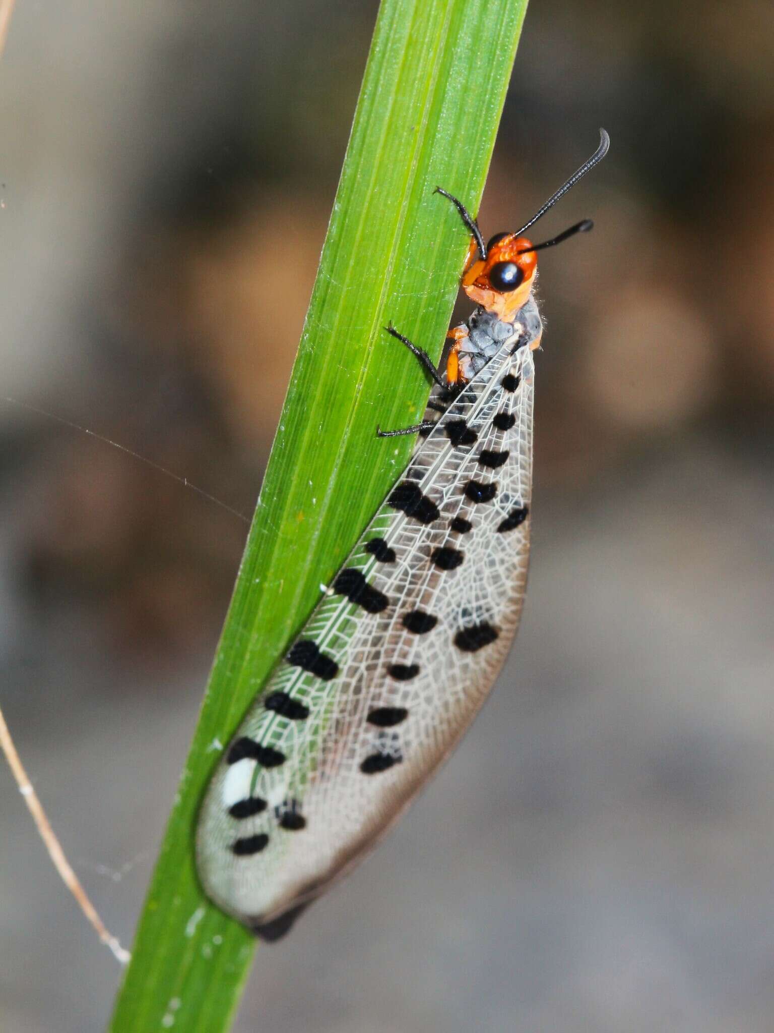 Image of Myrmeleon erythrocephalus Leach 1814