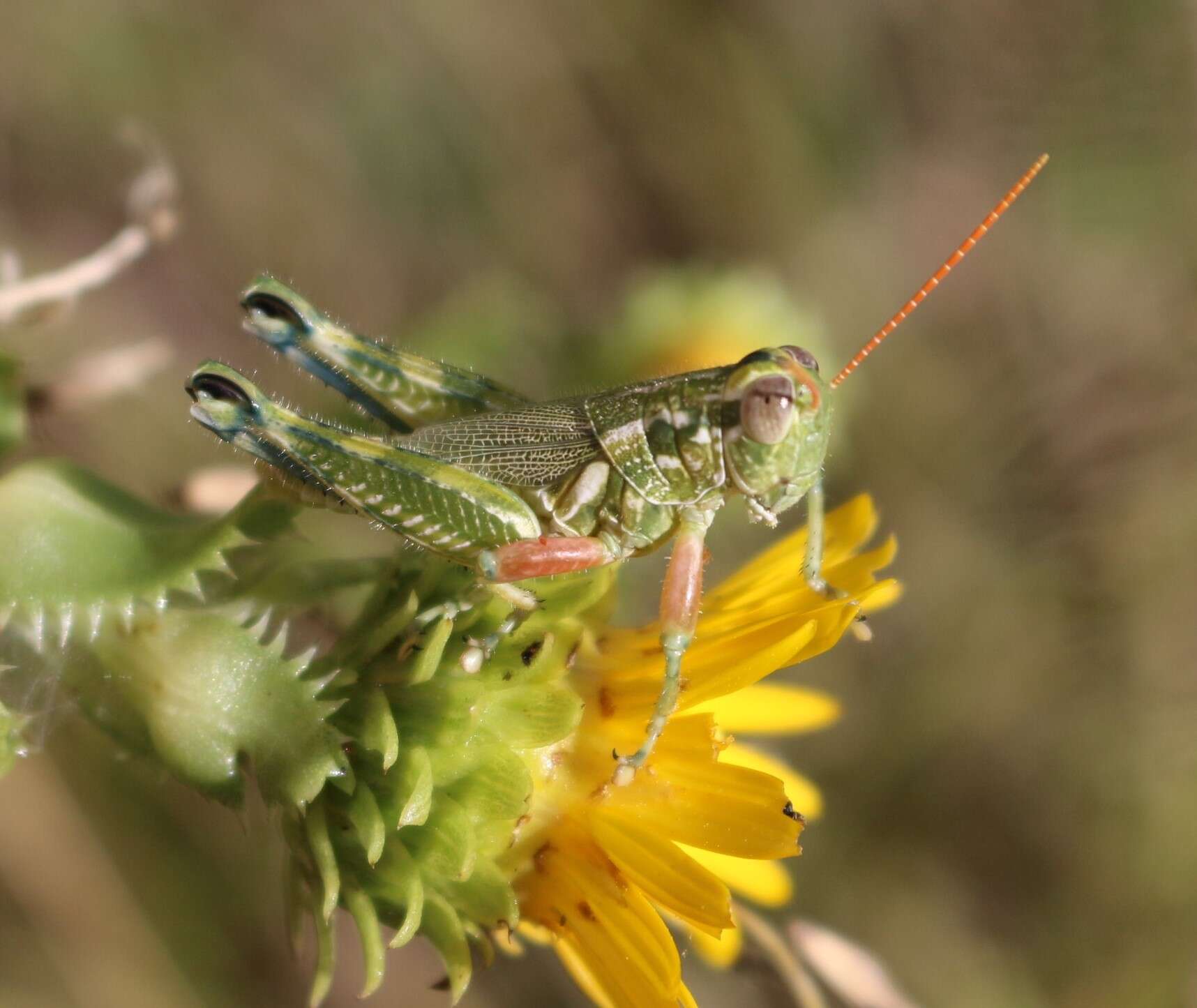 Слика од Campylacantha olivacea (Scudder & S. H. 1875)