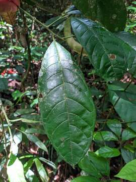 Image of Sorocea briquetii Macbride