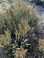 Image of Cylindropuntia tesajo (Engelm. ex J. M. Coult.) F. M. Knuth