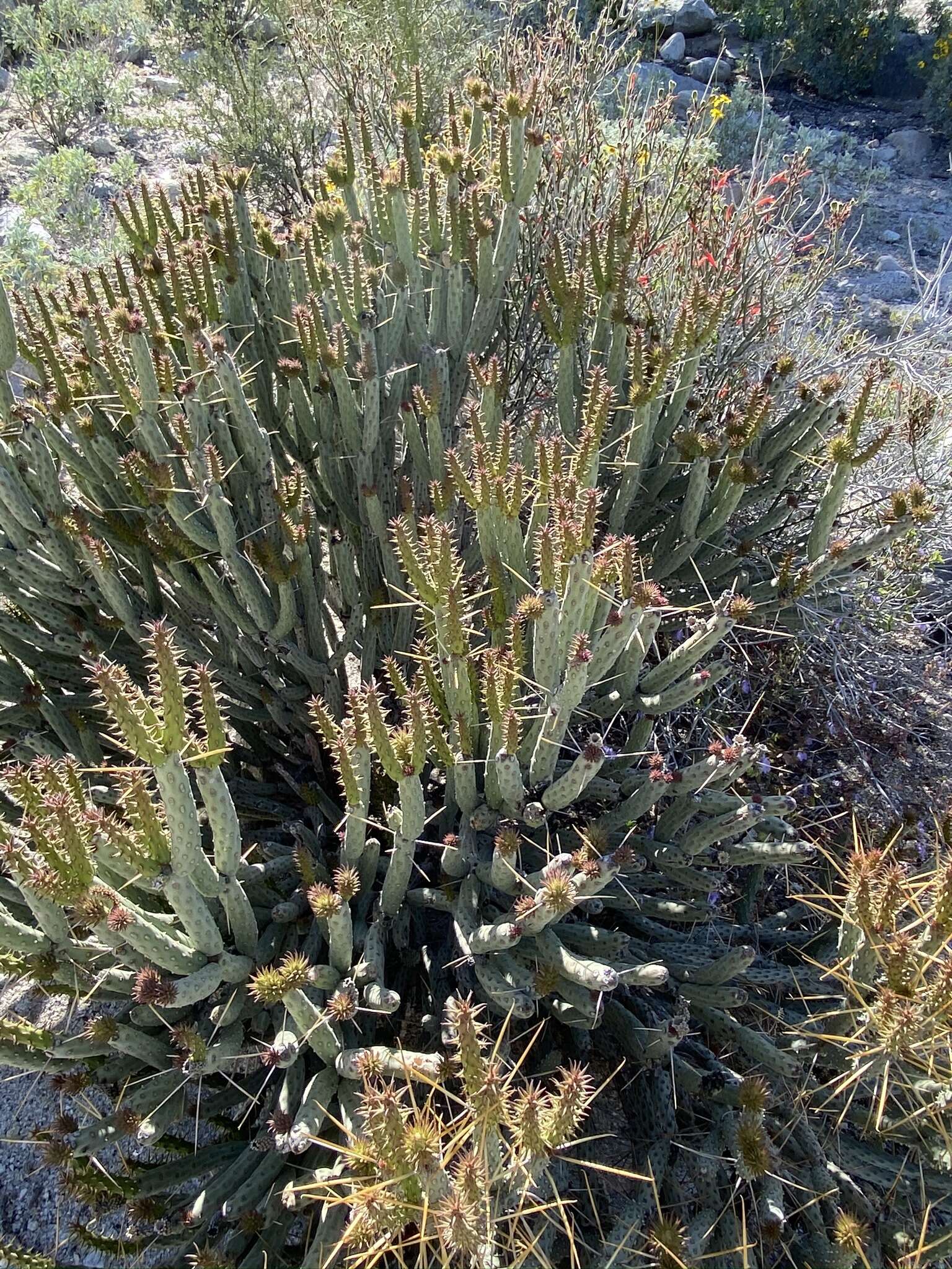 Image de Cylindropuntia tesajo (Engelm. ex J. M. Coult.) F. M. Knuth