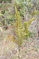 Plancia ëd Polypodium pellucidum var. vulcanicum Skottsberg