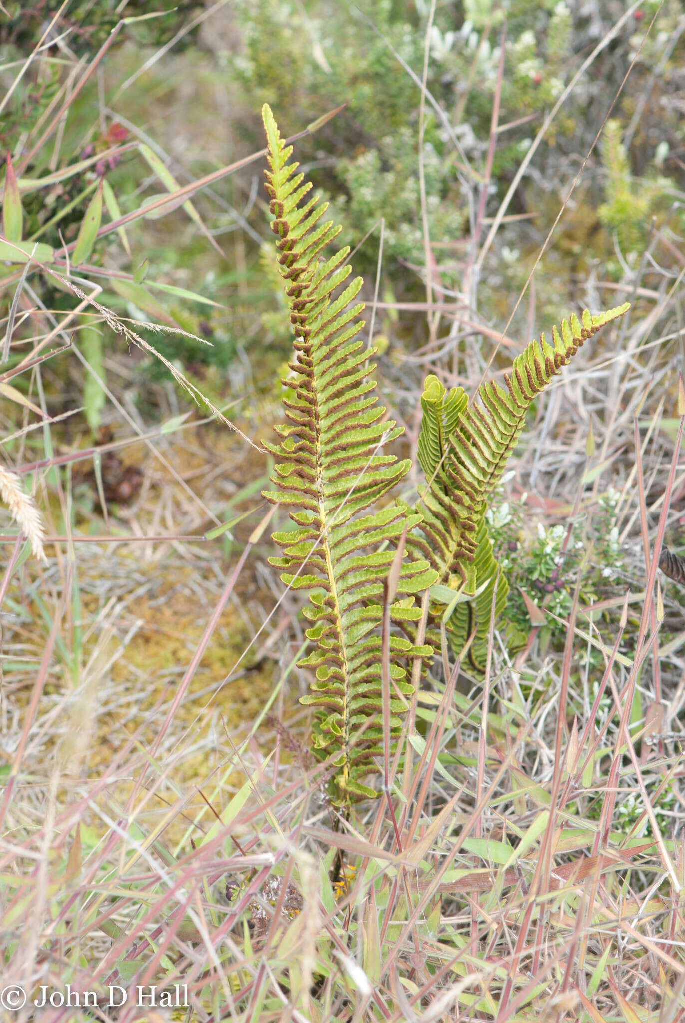 Plancia ëd Polypodium pellucidum var. vulcanicum Skottsberg