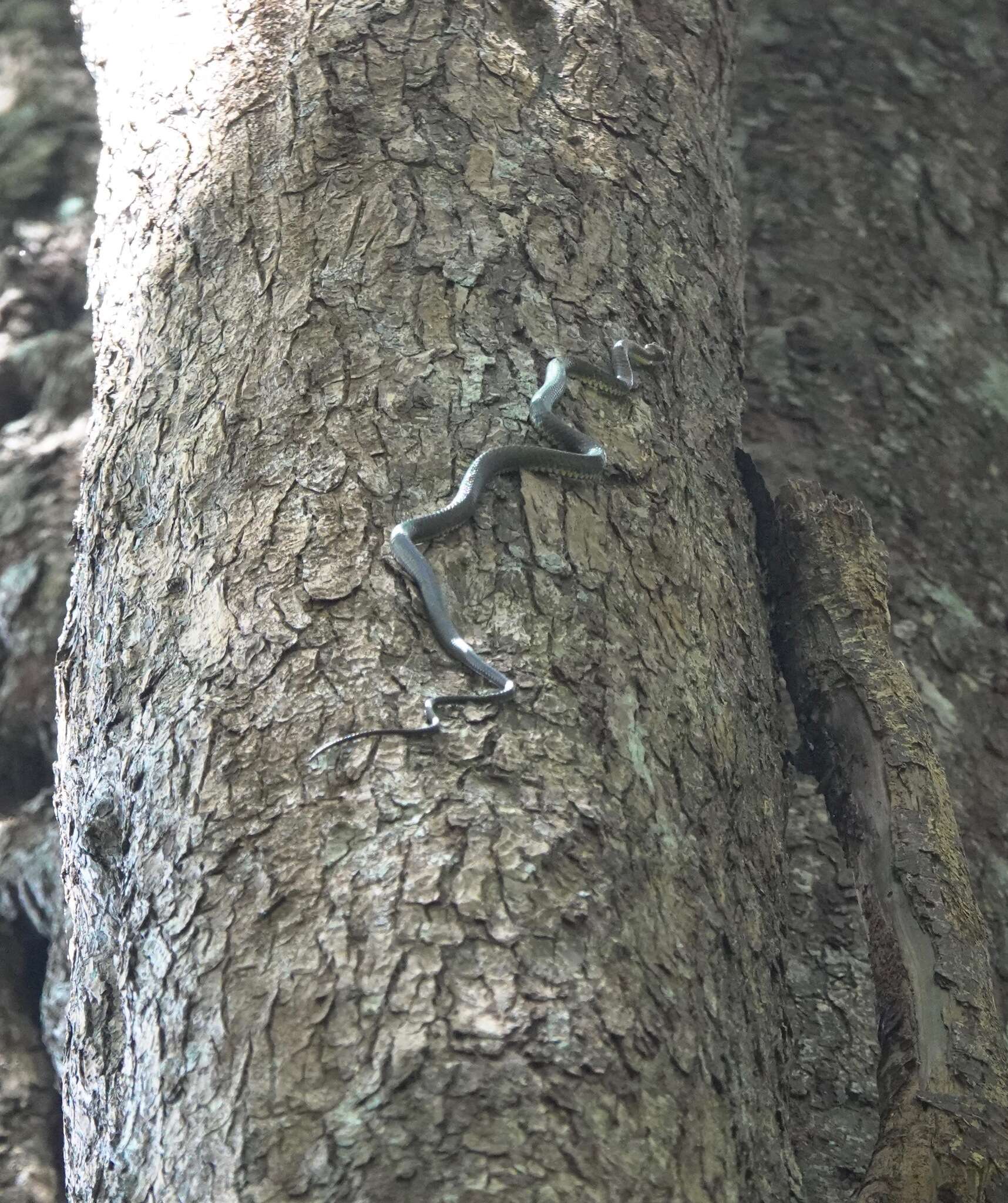 Image of Banded Flying Snake