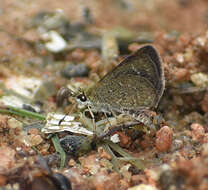 Aeromachus pygmaeus Fabricius 1775 resmi