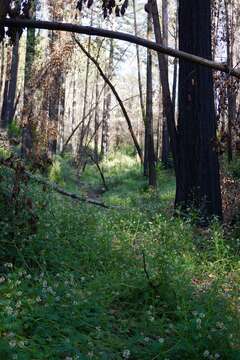 Image of Humboldt County milkvetch