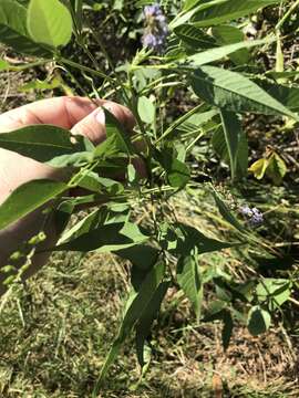 Image of French-grass