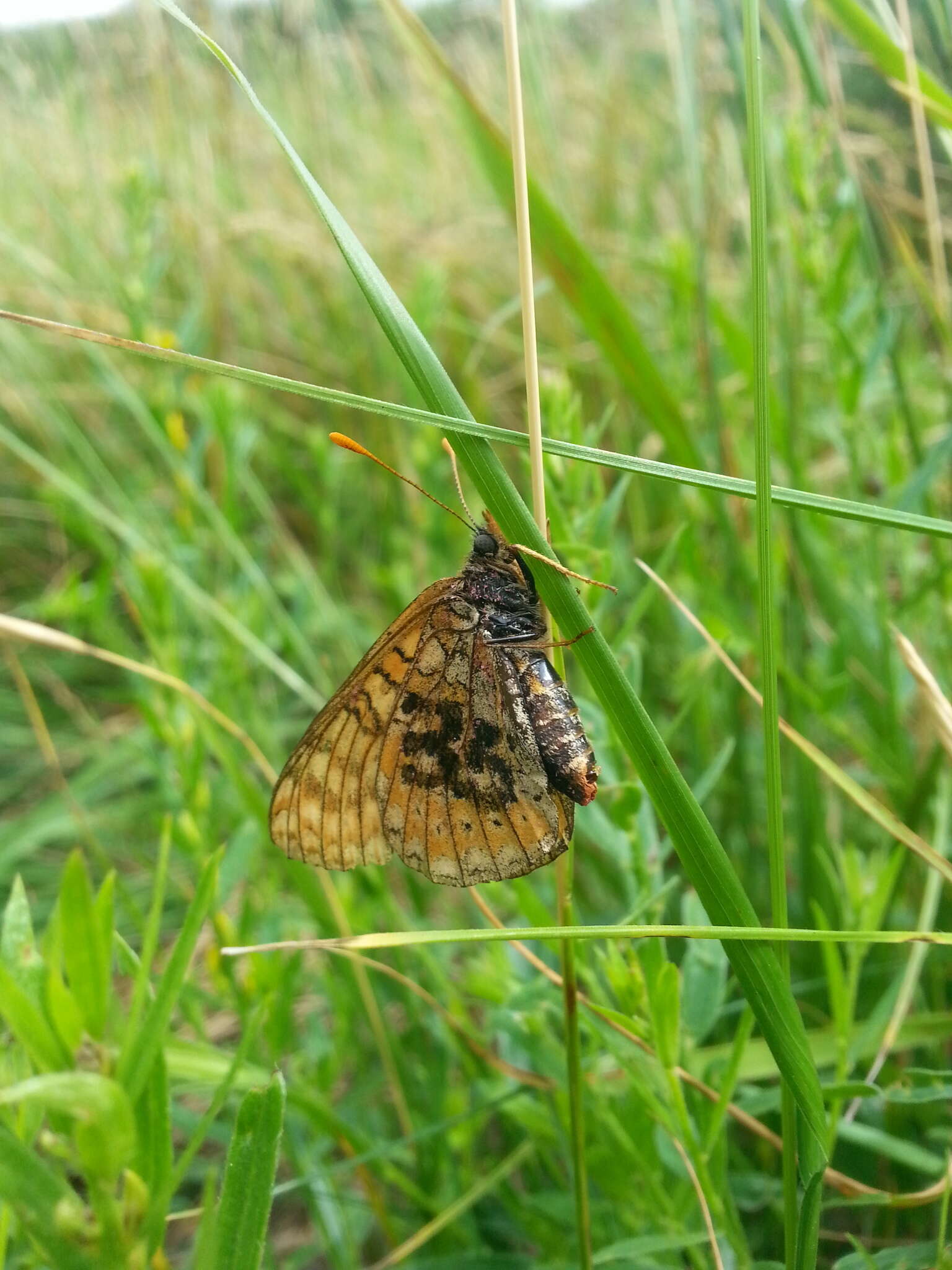 Image of Euphydryas aurinia provincialis (Boisduval 1828)