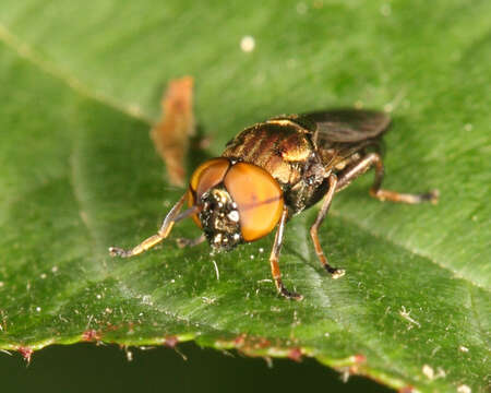 Image of Orthonevra pulchella (Williston 1887)