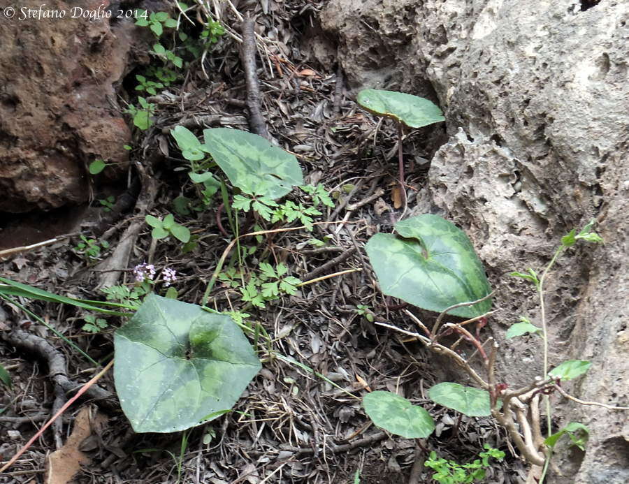 Image of Cyclamen hederifolium subsp. africanum (Boiss. & Reut.) Ietsw.