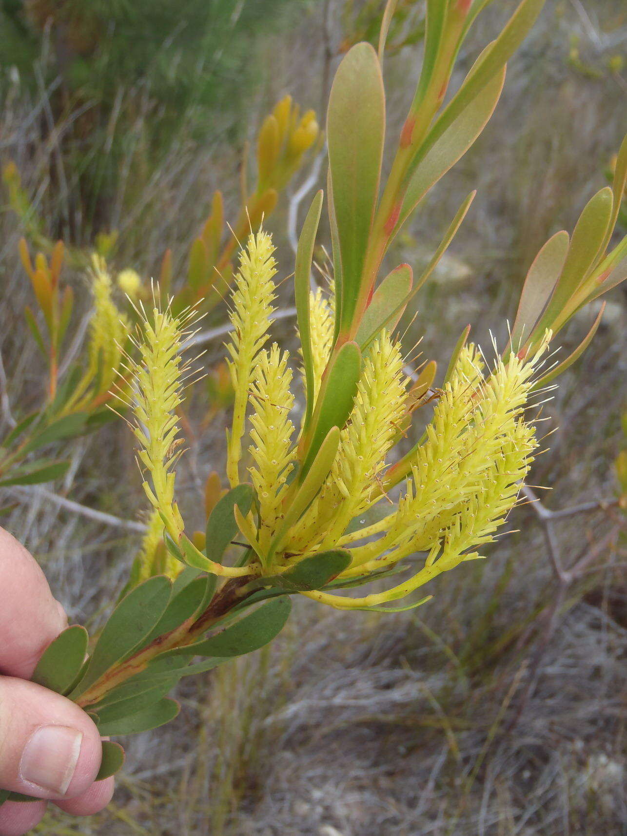 Image of Featherbush