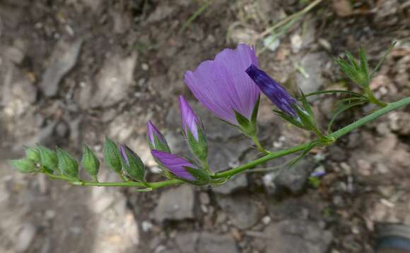 Image of dwarf checkerbloom