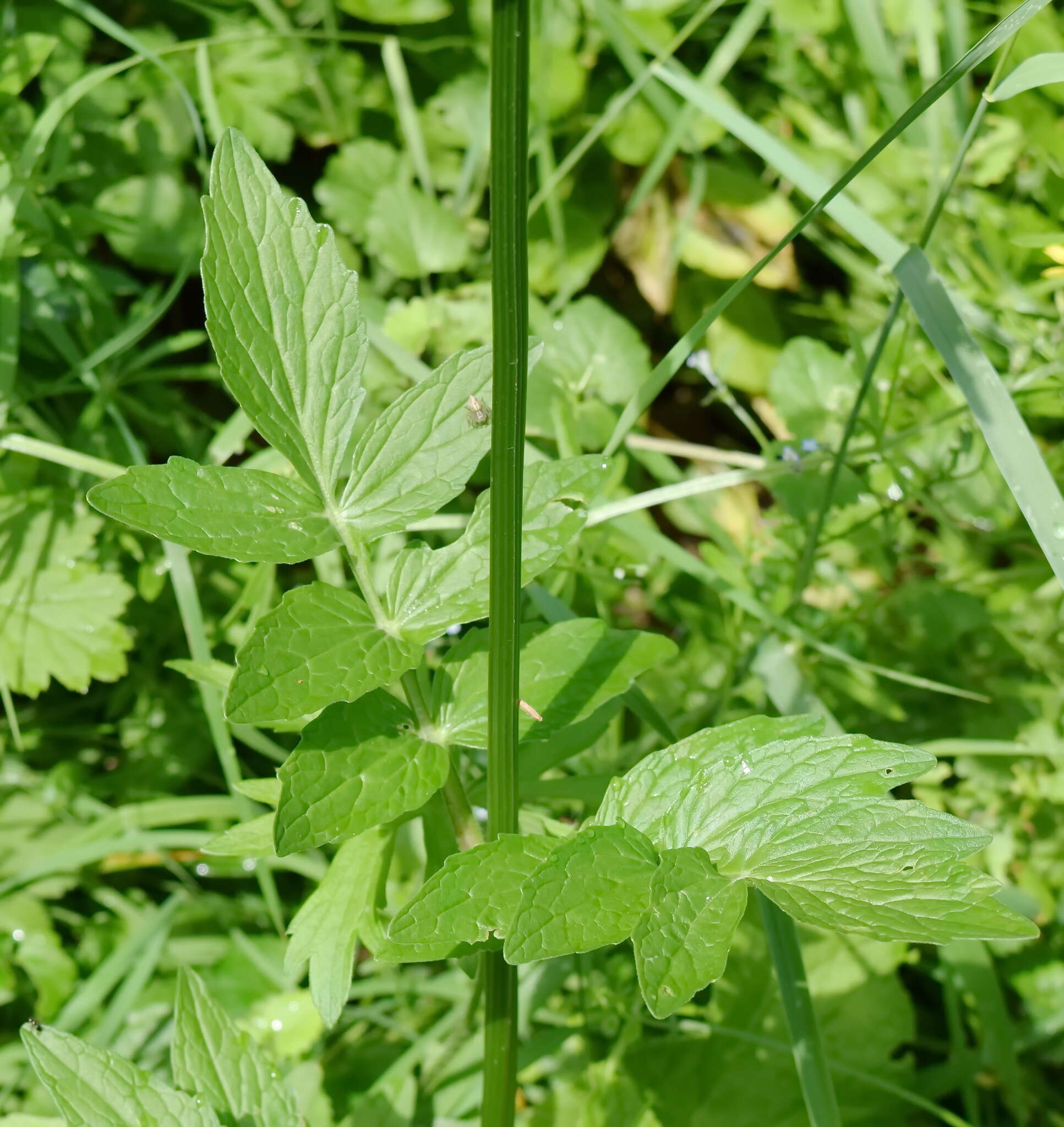 Image of Valeriana grossheimii Vorosh.