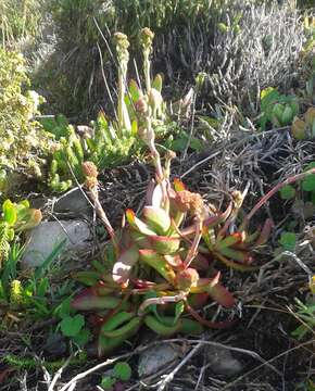 Image of <i>Crassula <i>nudicaulis</i></i> var. nudicaulis