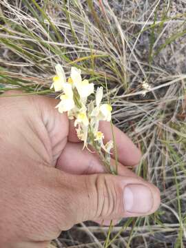 Image of Linaria buriatica Turcz.