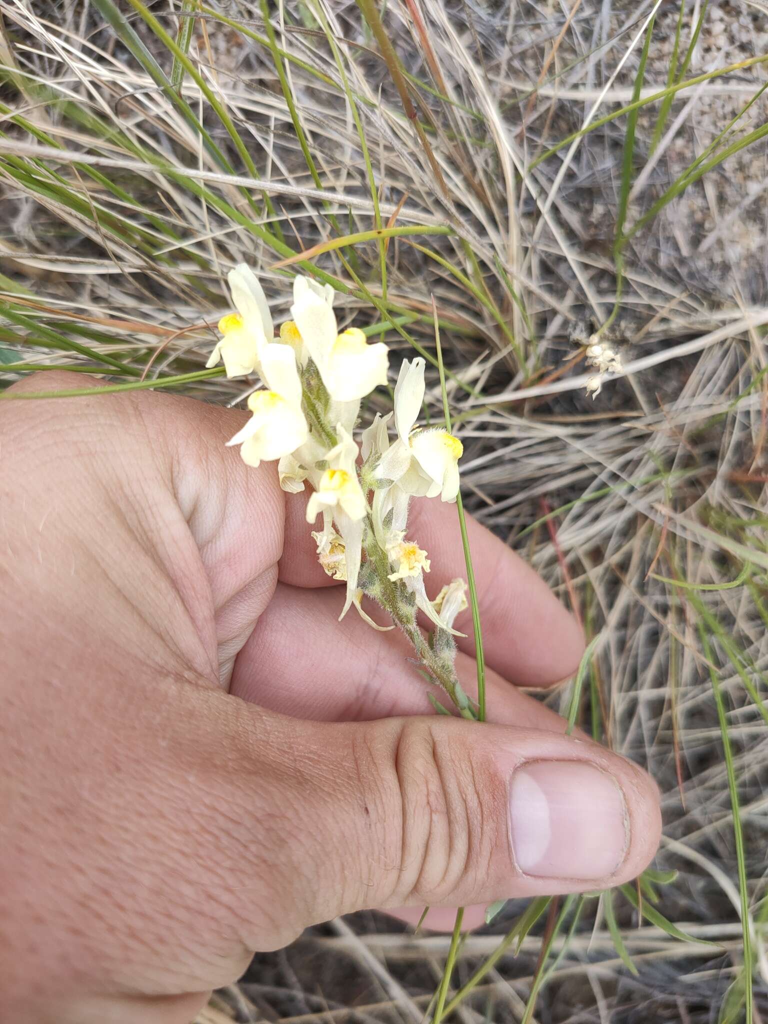 Plancia ëd Linaria buriatica Turcz.