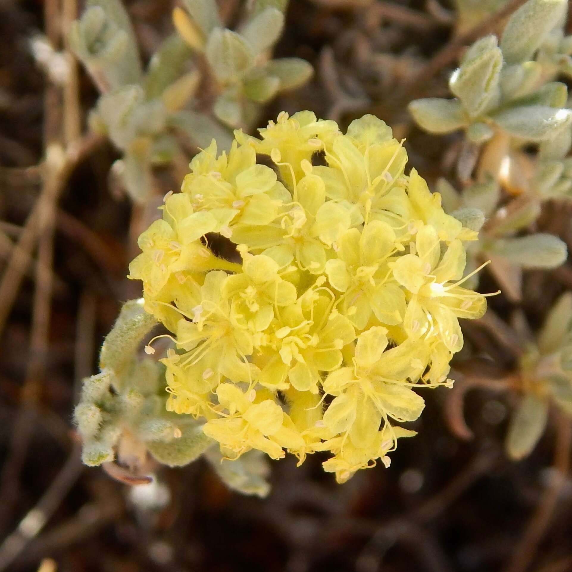 Image of rock buckwheat