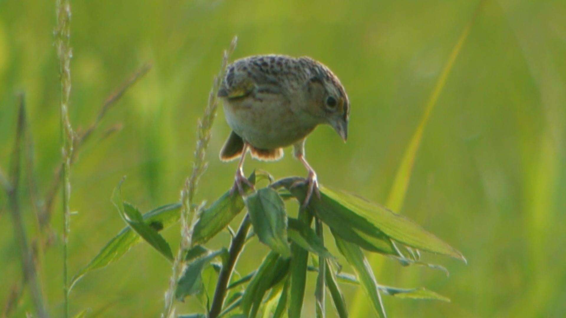 Image of Grasshopper Sparrow