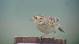 Image of Grasshopper Sparrow