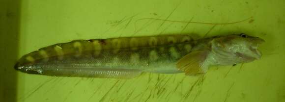 Image of Tanaka’s eelpout