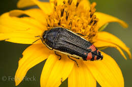 Imagem de Acmaeodera flavomarginata (Gray 1832)