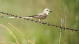 Image of Scissor-tailed Flycatcher