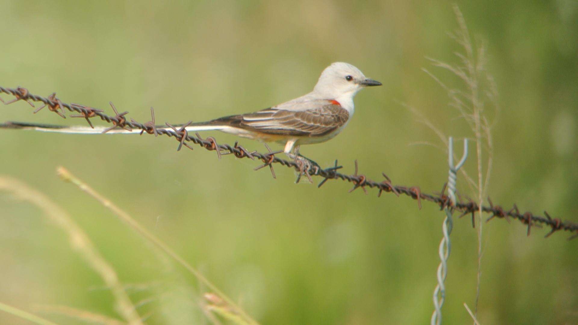 Image of Scissor-tailed Flycatcher