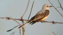 Image of Scissor-tailed Flycatcher