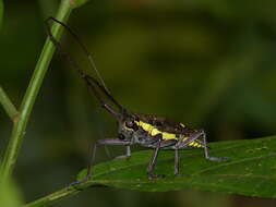 Image of Taeniotes xanthostictus Bates 1880