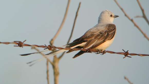 Image of Scissor-tailed Flycatcher