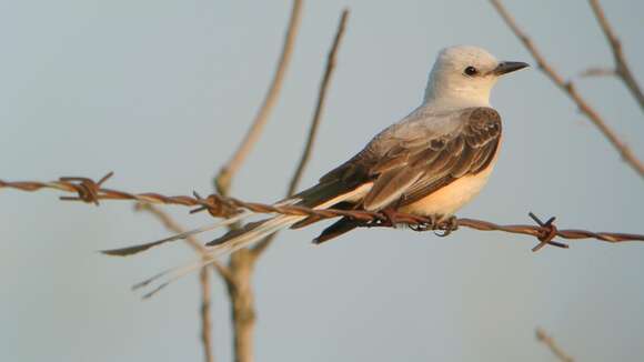 Image of Scissor-tailed Flycatcher