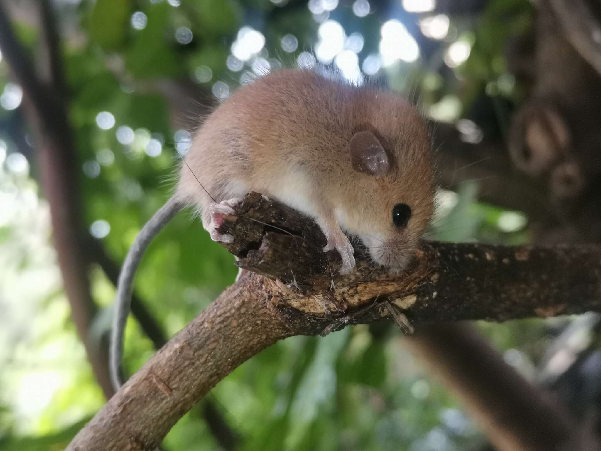 Image of Asiatic Long-tailed Climbing Mouse