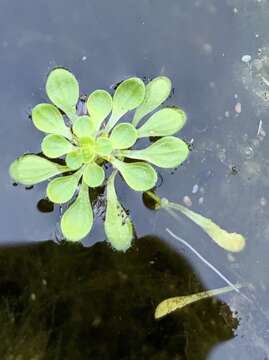 Image of Bolander's water-starwort