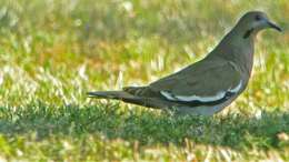 Image of White-winged Dove