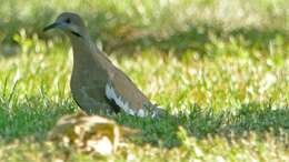 Image of White-winged Dove