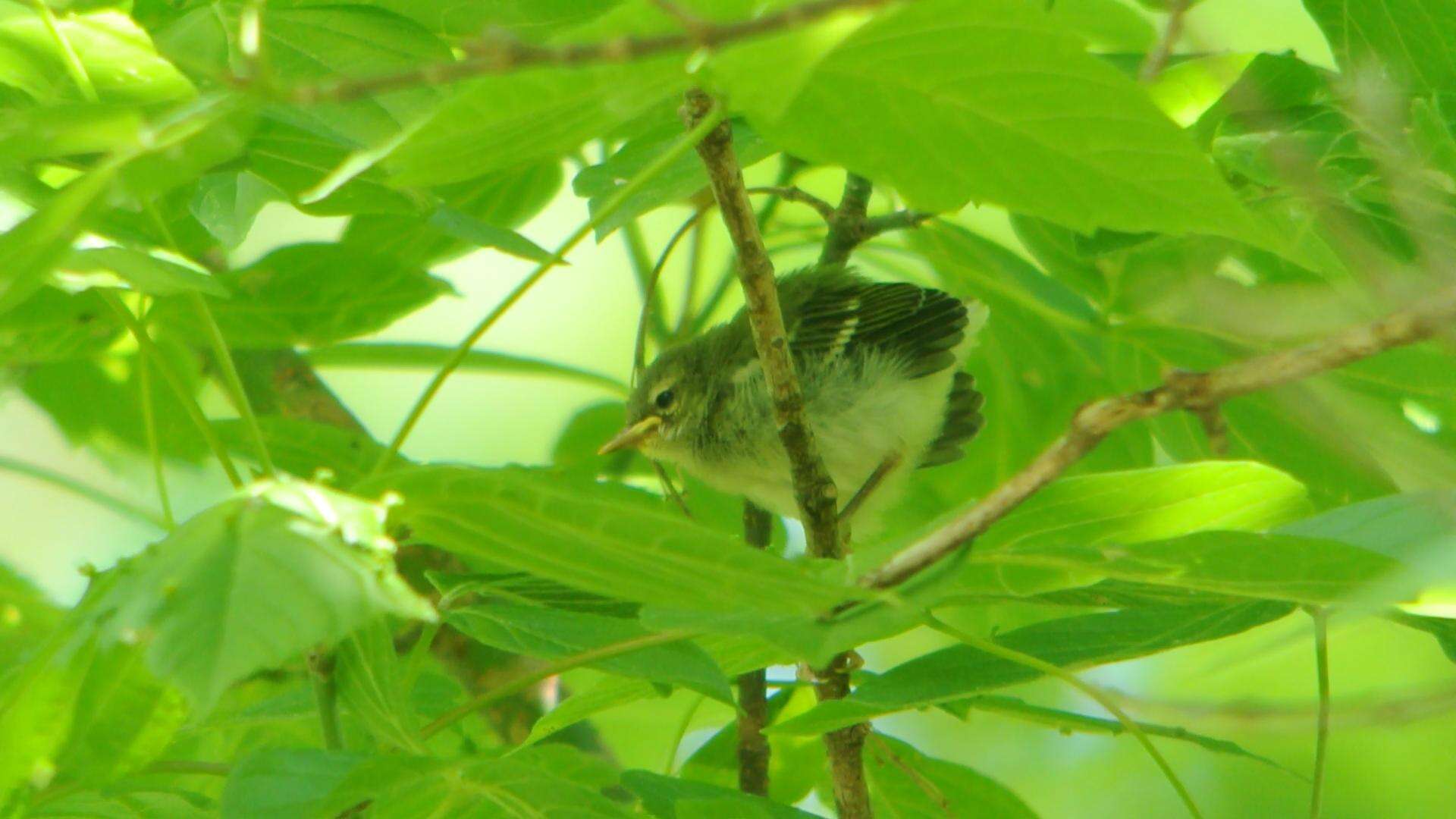 Image of Northern Parula