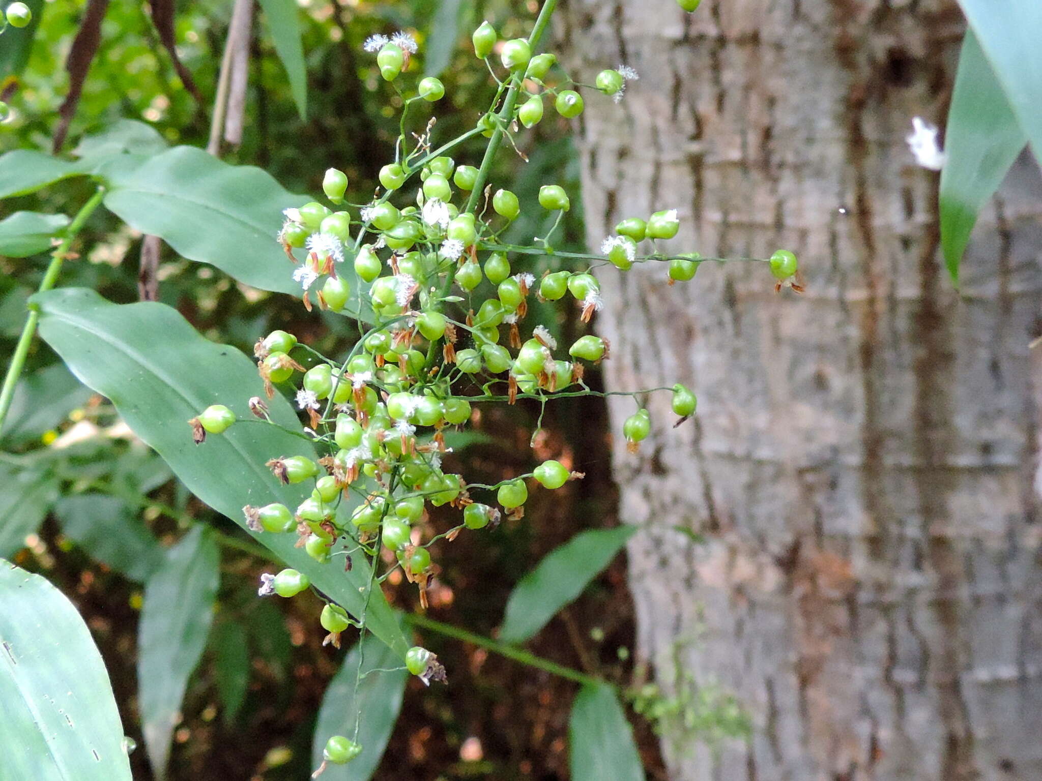 Imagem de Panicum trichoides Sw.