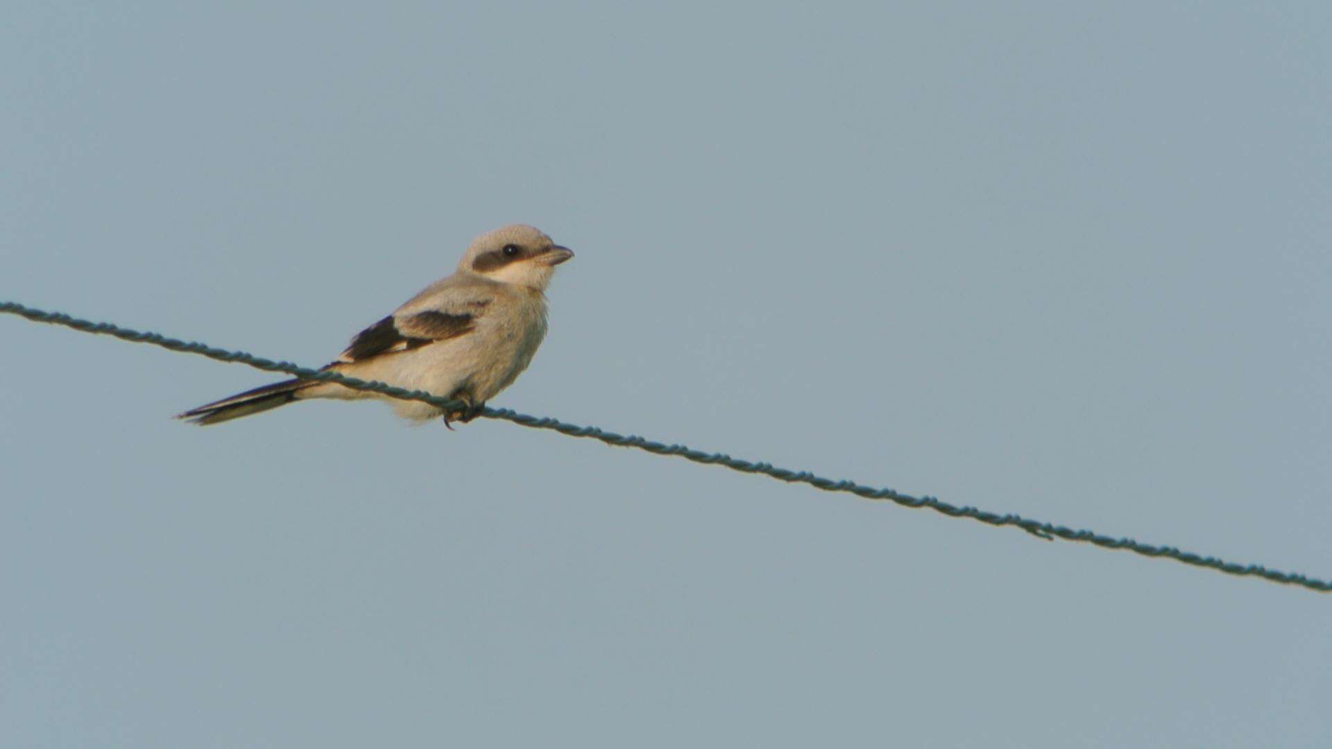 Слика од Lanius ludovicianus Linnaeus 1766