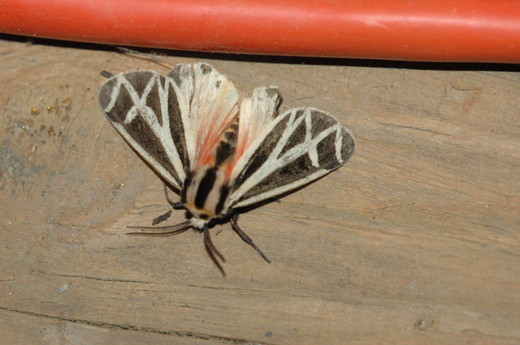 Image of Harnessed Tiger Moth