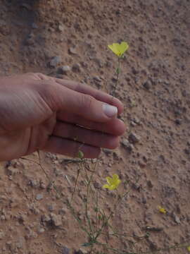 Image of sprucemont flax