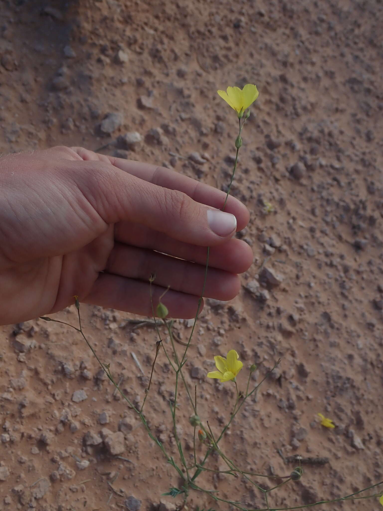 Image of sprucemont flax