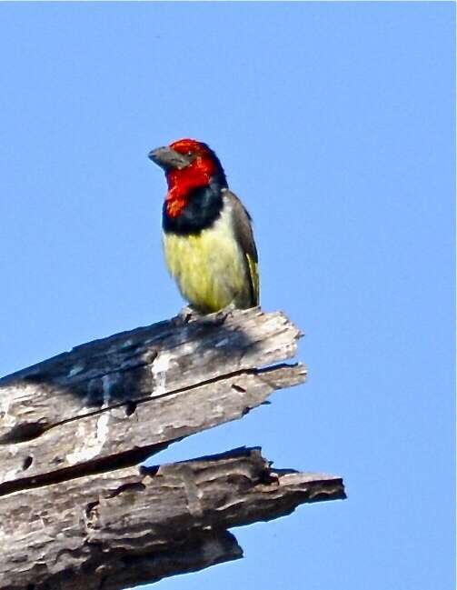 Image of Black-collared Barbet