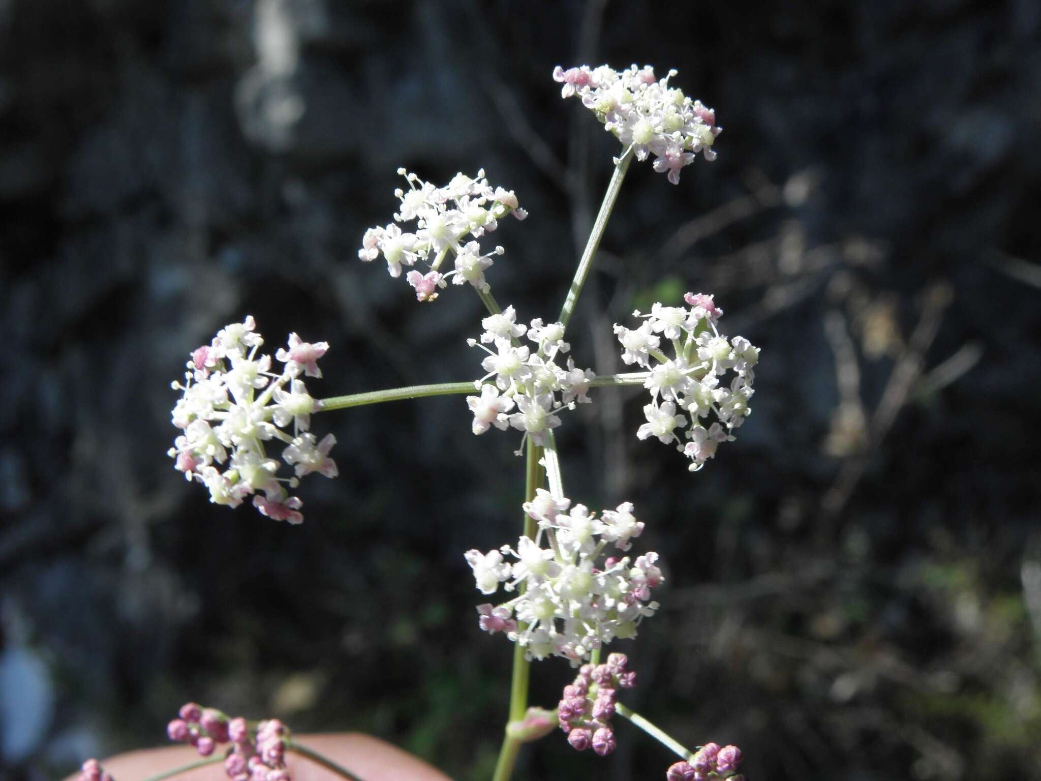 صورة Hippomarathrum montanum subsp. tommasinii (Rchb. fil.)